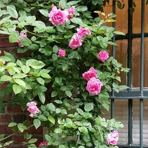 Meet your Posher, Cathy